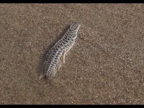 Một số hình ảnh được người dân chia sẻ về Sâu biển.