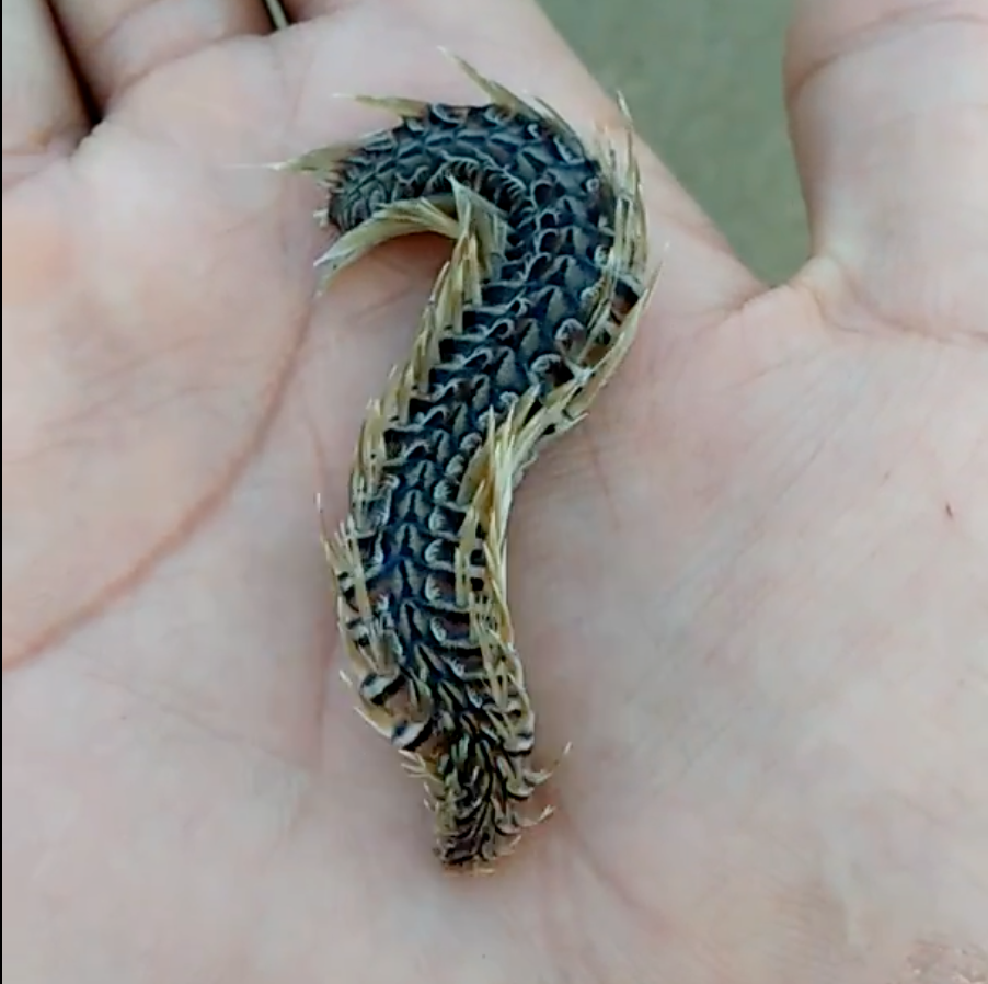 Người dân biển Vũng Tàu cũng gọi đây là Sâu biển.