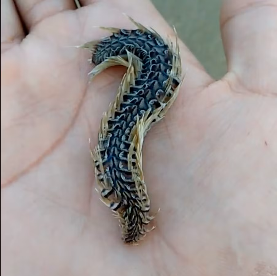 Người dân biển Vũng Tàu cũng gọi đây là Sâu biển.