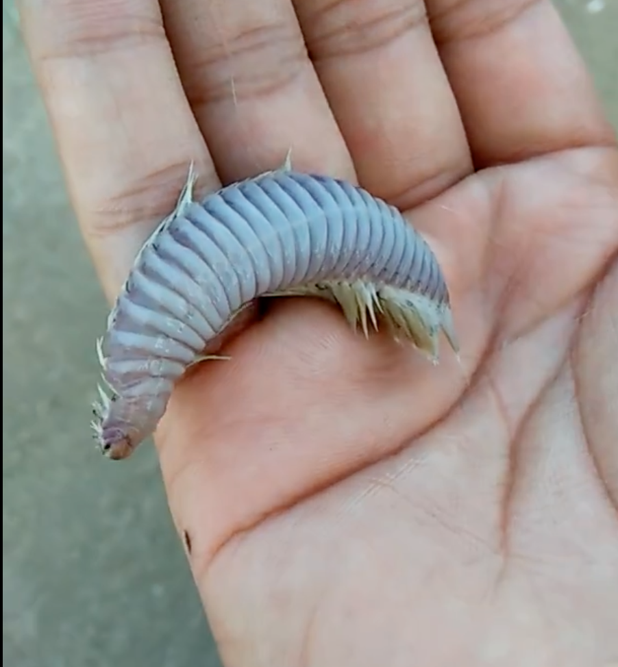 Trước đó tại biển Vũng Tàu, người dân cũng phát hiện loài sinh vật tương tự.