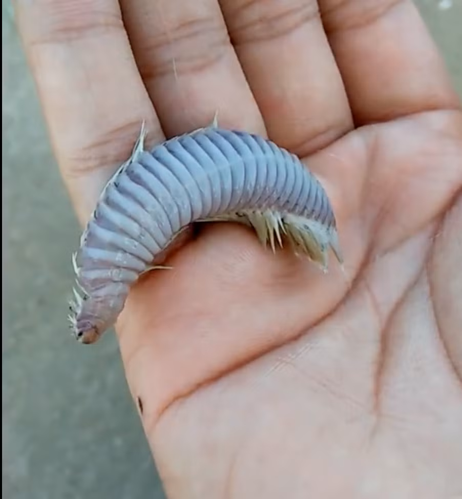 Trước đó tại biển Vũng Tàu, người dân cũng phát hiện loài sinh vật tương tự.