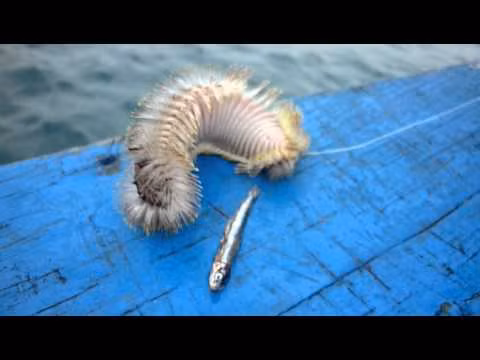 Nhiều ngư dân cho biết, loài Sâu biển này không có lợi, khi tiếp xúc với da người có thể gây mẩn ngứa.