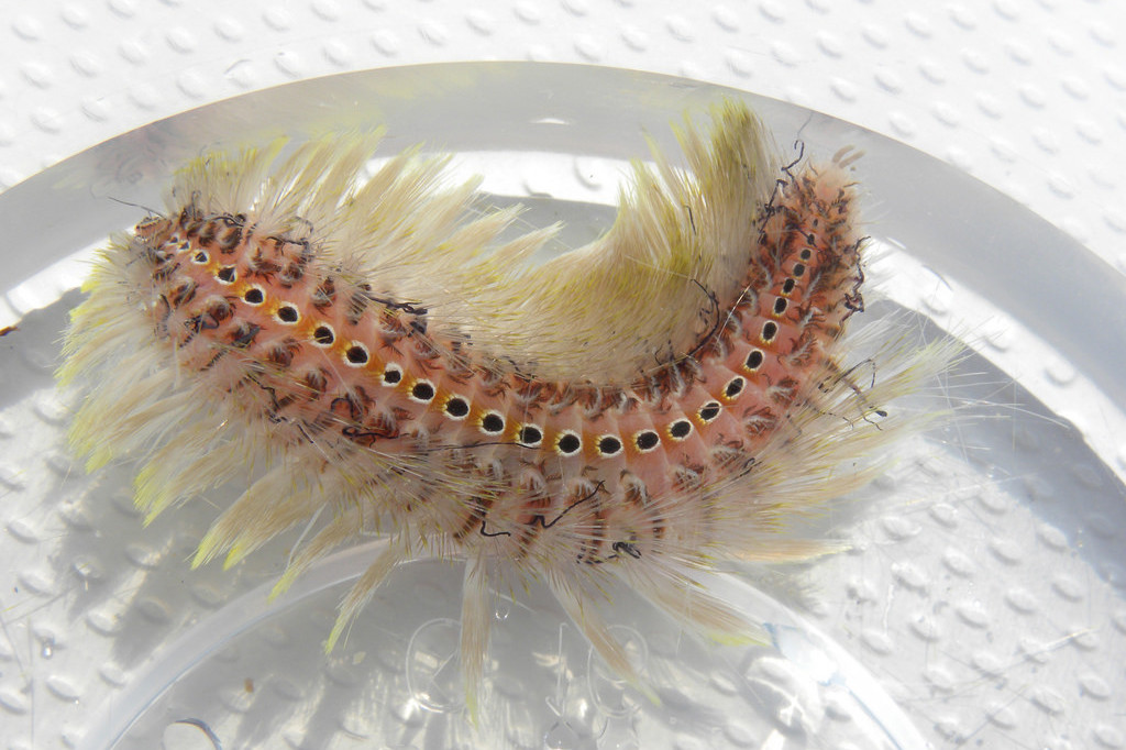 Một thể khác của Sâu biển được người dân chia sẻ trên các diễn đàn về biển. Hiện cơ quan chức năng đang phân tích, đánh giá sinh vật lạ ăn ngao giống tại Ninh Bình cụ thể là gì để có biện pháp ứng phó.