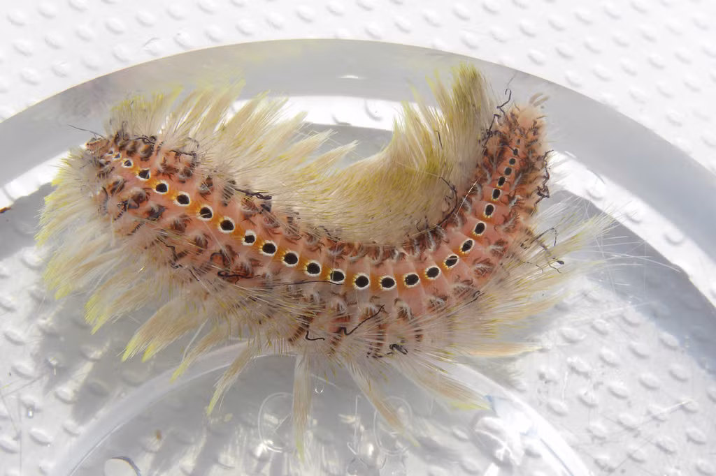 Một thể khác của Sâu biển được người dân chia sẻ trên các diễn đàn về biển. Hiện cơ quan chức năng đang phân tích, đánh giá sinh vật lạ ăn ngao giống tại Ninh Bình cụ thể là gì để có biện pháp ứng phó.