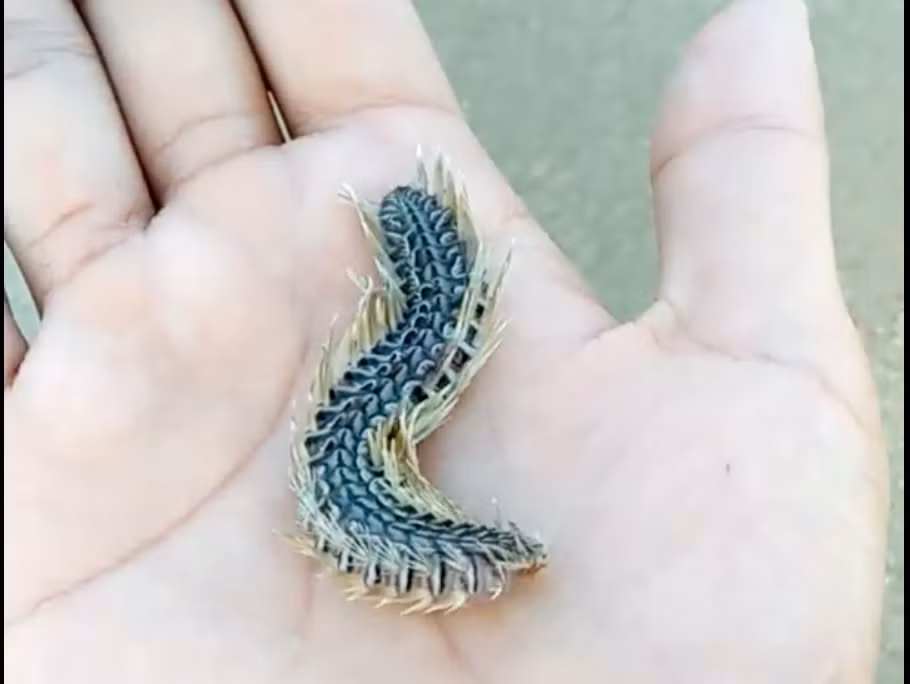 Sâu biển có hình thù khá giống sâu róm và cũng giống loài đỉa.