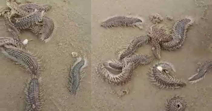 Loài Sâu biển xuất hiện khá phổ biến ở nhiều bờ biển nước ta.