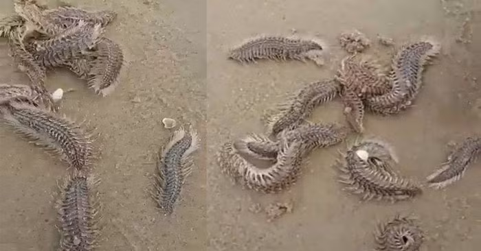 Loài Sâu biển xuất hiện khá phổ biến ở nhiều bờ biển nước ta.