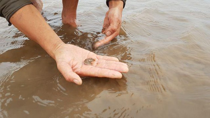 Ông Trần Anh Khiêm, Phó phòng Nông nghiệp và Phát triển nông thôn huyện Kim Sơn, Ninh Bình cho hay, phòng phối hợp với Chi cục Thú y và Chi cục Thủy sản huyện Kim Sơn đã đi kiểm tra thực địa tại các bãi nuôi ngao, lấy mẫu và gửi tới Viện Nghiên cứu nuôi trồng thủy sản I để thông tin chính xác về loài sinh vật lạ này. Tuy nhiên, đến nay vẫn chưa có kết quả trả lời.