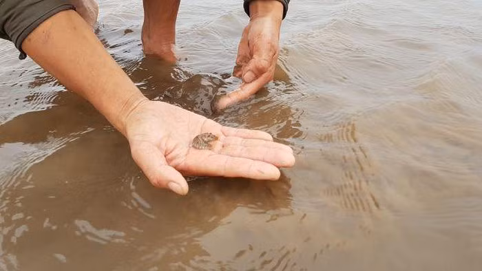 Ông Trần Anh Khiêm, Phó phòng Nông nghiệp và Phát triển nông thôn huyện Kim Sơn, Ninh Bình cho hay, phòng phối hợp với Chi cục Thú y và Chi cục Thủy sản huyện Kim Sơn đã đi kiểm tra thực địa tại các bãi nuôi ngao, lấy mẫu và gửi tới Viện Nghiên cứu nuôi trồng thủy sản I để thông tin chính xác về loài sinh vật lạ này. Tuy nhiên, đến nay vẫn chưa có kết quả trả lời.
