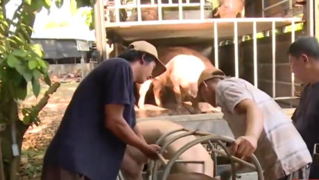 Đây không phải lần đầu lái thương Trung Quốc thu mua lợn ồ ạt ở Việt Nam. Hồi tháng 12/2015, các loại lợn siêu mỡ, ít nạc cũng được lái thương tìm mua ở miền Tây với giá cao. Ảnh minh họa.