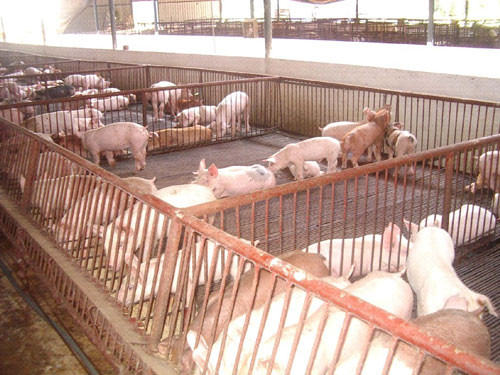 Theo các cơ quan chức năng khuyến cáo, người nông dân cần chăn nuôi ổn định, không để bị thiệt hại nặng trong trường hợp Trung Quốc đang thu mua lợn với giá cao nhưng ngừng thu mua bất ngờ.