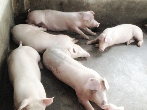 Theo các hộ chăn nuôi tại đây, nhóm thương lái này thông qua các "cò" ở địa phương đến các vùng nông thôn để chuyên săn lùng loại lợn siêu mỡ này. Đặc biệt là giá thu mua lợn mỡ ngang bằng, thậm chí cao hơn heo hơi có chất lượng tốt. Ảnh minh họa.