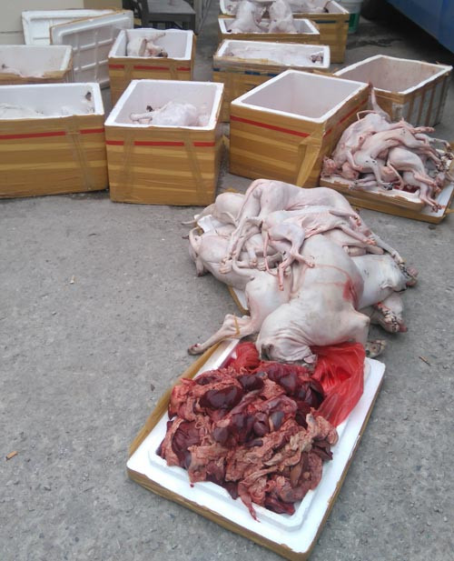 Thực trạng đưa nội tạng thối, nội tạng bẩn lên bàn nhậu không phải là chuyện hiếm. Tháng 1/2016, gần 1 tấn thịt chó, mèo và nội tạng bẩn trên xe khách lực lượng chức năng tỉnh Thanh Hóa cũng đã kiểm tra, phát hiện. Số thực phẩm bẩn được sơ chế được ướp đá nhưng đã rỉ nước và bốc mùi hôi thối. Chúng đang được mang đi tiêu thụ tại các nhà hàng, quán nhậu. Ảnh: SGGP.