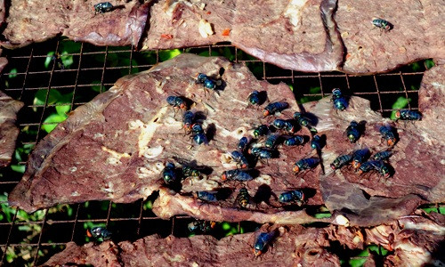 Năm 2014, một cơ sở chế biến thịt bò khô từ phổi lợn và nội tạng động vật bẩn tại TP HCM đã bị cơ quan chức năng phát hiện. Nguyên liệu làm bò khô bẩn được đổ đống dưới nền nhà. Một số mảnh phổi lợn sau khi thái mỏng được mang đi phơi trên bờ rào và khu giàn phơi tạm bợ trong tình trạng ruồi bâu kín. Ảnh minh họa.