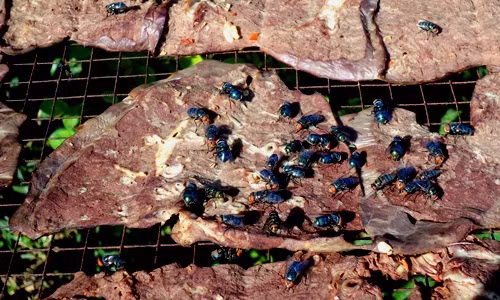 Năm 2014, một cơ sở chế biến thịt bò khô từ phổi lợn và nội tạng động vật bẩn tại TP HCM đã bị cơ quan chức năng phát hiện. Nguyên liệu làm bò khô bẩn được đổ đống dưới nền nhà. Một số mảnh phổi lợn sau khi thái mỏng được mang đi phơi trên bờ rào và khu giàn phơi tạm bợ trong tình trạng ruồi bâu kín. Ảnh minh họa.