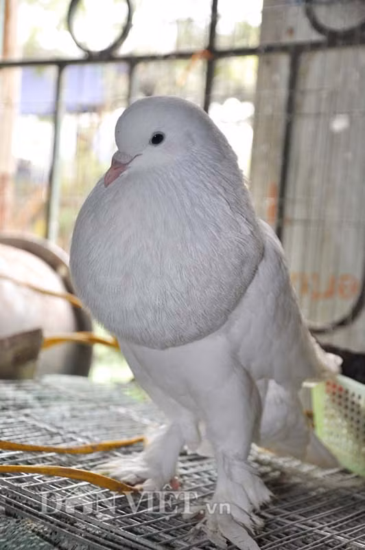 Can canh bo cau su tu khien dan choi “me nhu dieu do”-Hinh-3