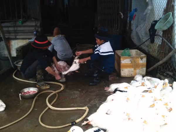 Vịt sống, vịt đã vặt lông nằm lăn lóc, lẫn lộn giữa sân. Ảnh: Lao động.