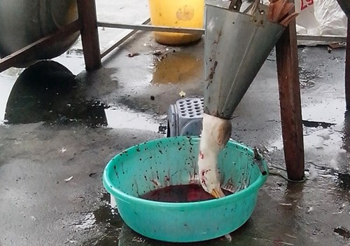 Cảnh tượng lấy tiết canh vịt hãi hùng, khiến ai cũng không dám thưởng thức món đặc sản này. Ảnh minh họa.