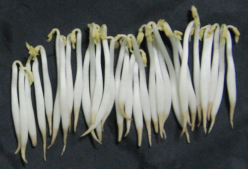 Theo các chuyên gia An toàn vệ sinh thực phẩm, giá đỗ ngâm chất kích thích tăng trưởng trông béo, mập, vô cùng hấp dẫn nhưng giòn, dễ bị đứt đoạn. Loại giá không hóa chất gầy hơn, sợi giá khó gãy hơn và trông có vẻ không được bắt mắt. Ảnh minh họa: Giá ngậm hóa chất.