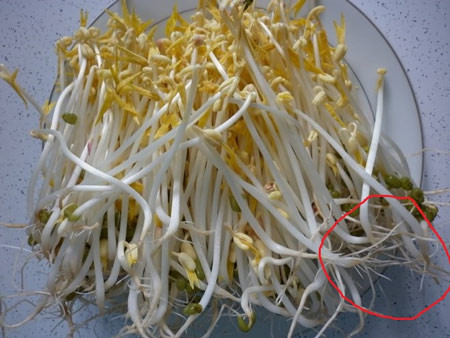 Trong khi đó, giá đỗ khi ủ theo cách thông thường bằng cách ngâm nước trông giá sẽ chặt hơn, rễ dài như sợi chỉ, không bóng, không to, không mập, có rễ, thân, lá mầm. Ảnh minh họa.