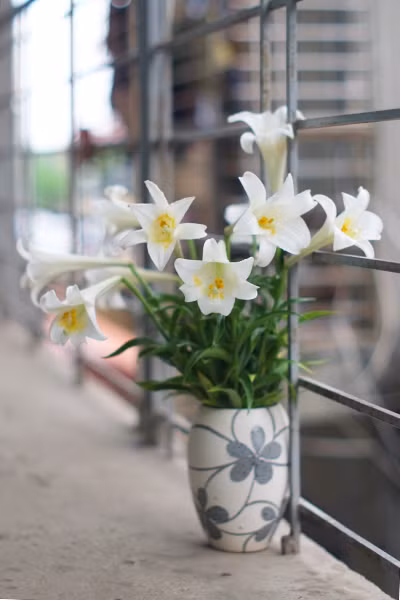 Bình gốm luôn là lựa chọn an toàn để cắm hoa loa kèn tháng 4. Ảnh: NLĐ.