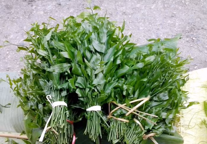 Ngoài bò khai đang gây sốt, không ít loại rau rừng đặc sản cũng được các bà nội trợ ở thành phố sẵn sàng chi tiền trăm để thưởng thức, trong đó có rau sắng. Khoảng tháng 3, tháng 4 rau này được rao bán ở thành thị với mức từ 120.000 đồng trở lên/kg. Ảnh: LCM.