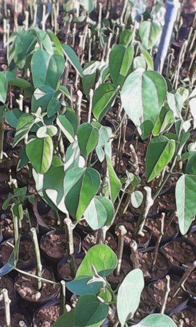 Trên thị trường, một số tiểu thương rao bán cây giống bò khai với mức giá thỏa thuận, tùy thời điểm cung cấp cây giống. Theo Kỹ sư nông nghiệp Bùi Tấn (ĐH Kyoto Nhật Bản): "Rau bò khai là loại rất tốt cho sức khỏe, tuy nhiên, người mua cũng nên tìm hiểu kỹ về nguồn gốc của rau. Nếu được canh tác trong môi trường hoàn toàn tự nhiên thì việc bón phân, phun thuốc loại rau này hạn chế, khi đó sẽ tốt cho sức khỏe".