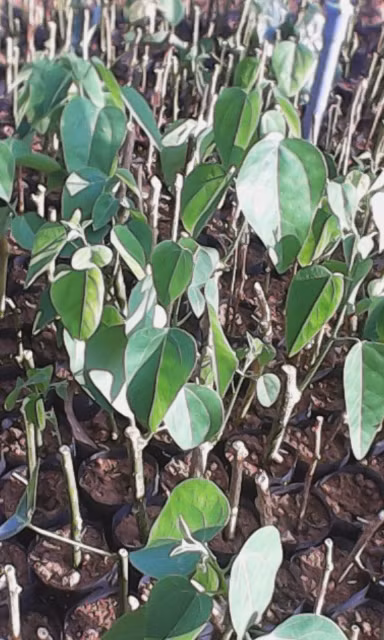 Trên thị trường, một số tiểu thương rao bán cây giống bò khai với mức giá thỏa thuận, tùy thời điểm cung cấp cây giống. Theo Kỹ sư nông nghiệp Bùi Tấn (ĐH Kyoto Nhật Bản): "Rau bò khai là loại rất tốt cho sức khỏe, tuy nhiên, người mua cũng nên tìm hiểu kỹ về nguồn gốc của rau. Nếu được canh tác trong môi trường hoàn toàn tự nhiên thì việc bón phân, phun thuốc loại rau này hạn chế, khi đó sẽ tốt cho sức khỏe".