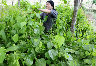 "Nếu có ý định trồng rau bò khai tại nhà, người mua nên chú ý đây là loại cây không ưa ẩm, nhiệt độ trồng phù hợp khoảng 25 độ C. Ở giai đoạn cây con, bò khai cần ánh sáng, nhiệt độ và ẩm độ thấp hơn. Cây trưởng thành là cây ưa sáng. Cây mọc nhanh, hầu như ra chồi, mọc lá quanh năm" - KS Tấn cho biết thêm. Ảnh: Báo Bắc Cạn.