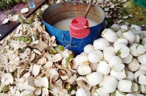 Thậm chí, không ít cơ sở kinh doanh còn sử dụng thuốc tẩy rửa nhà vệ sinh để tẩy trắng những quả dừa để lâu đã bị ố vàng lớp vỏ lột bên ngoài. Ảnh minh họa.