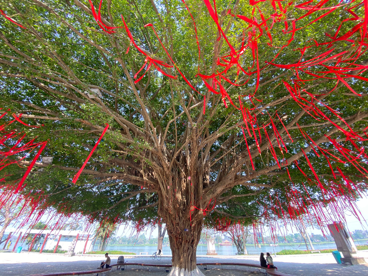 Được biết cây sanh này có tuổi đời hơn 70 năm, với đường kính thân khoảng gần 2m, tán rộng tầm 25m.