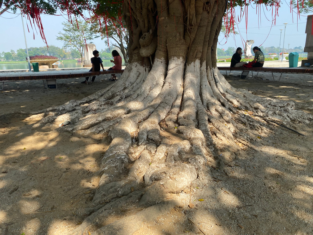 Rể cây bám chặt vào lòng đất.