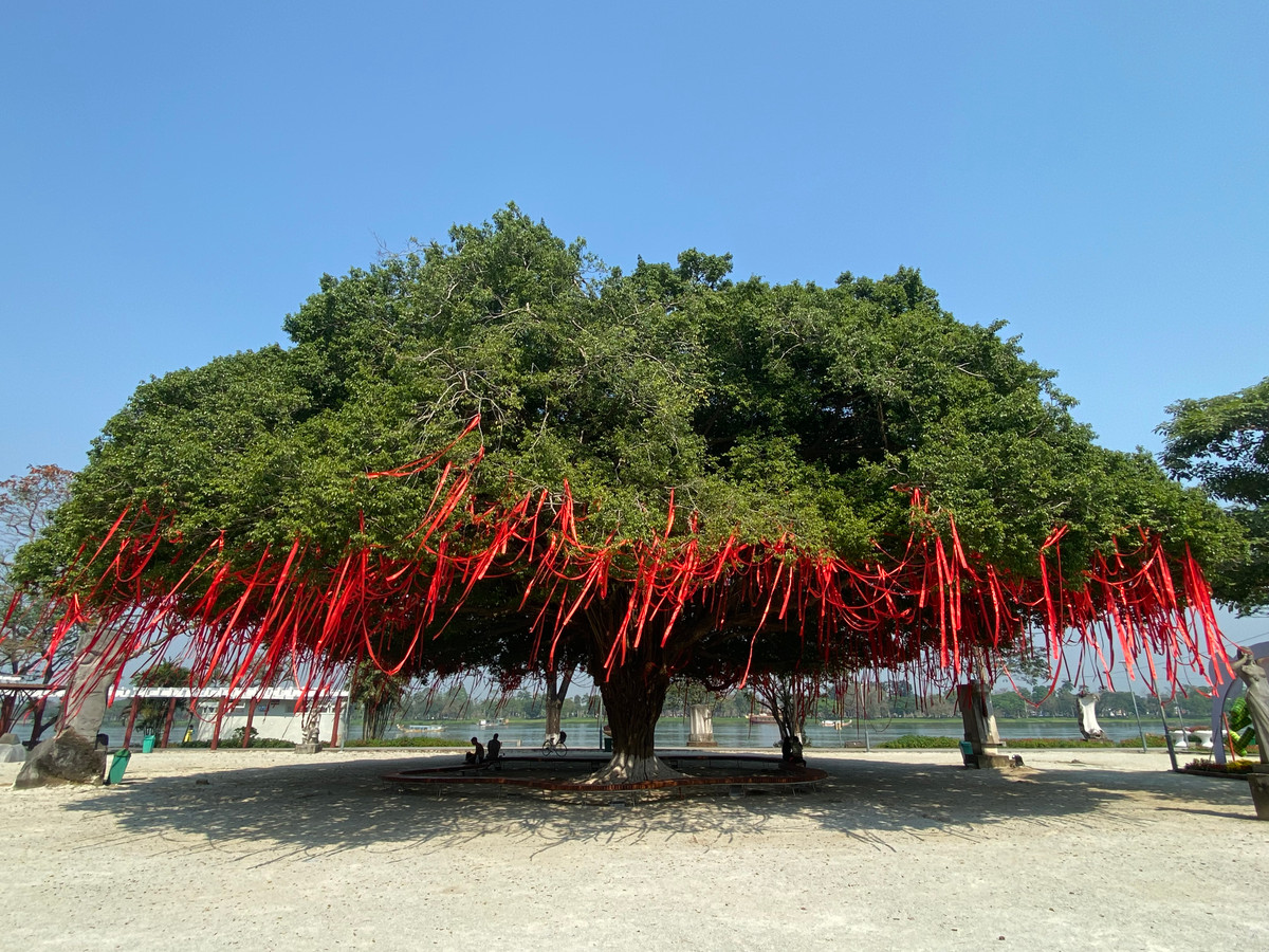 Cây sanh có tán rộng, phủ tròn đều, che bóng mát cả một vùng, phía ngoài là dòng sông Hương thơ mộng.