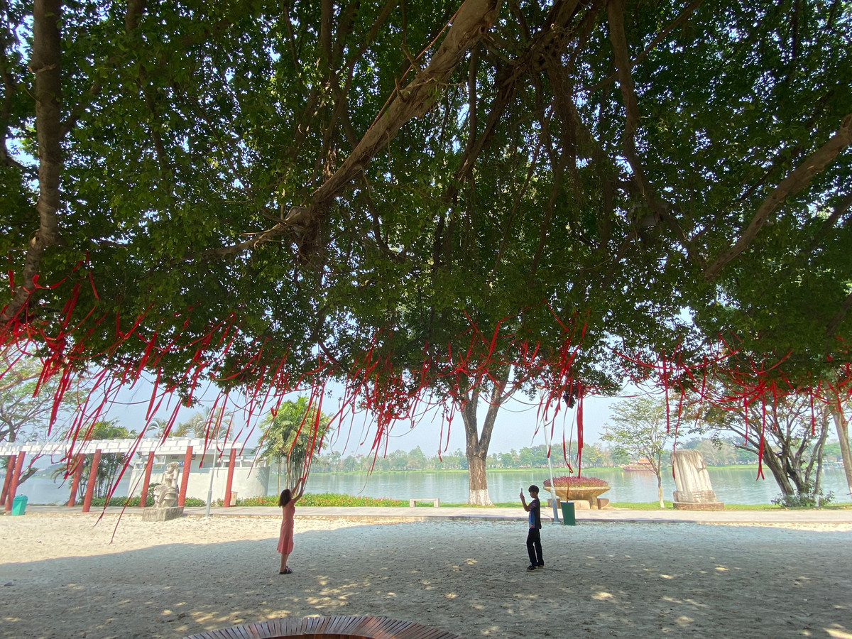 Du khách đang lưu lại những bức hình đẹp dưới tán cây sanh.