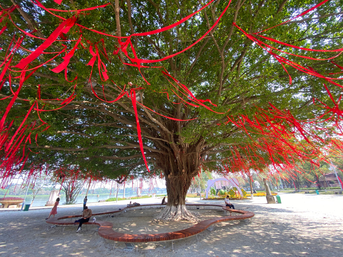 Bao quanh gốc cây được lắp đặt các dãy ghế cho du khách ngồi nghỉ ngơi, hóng mát.