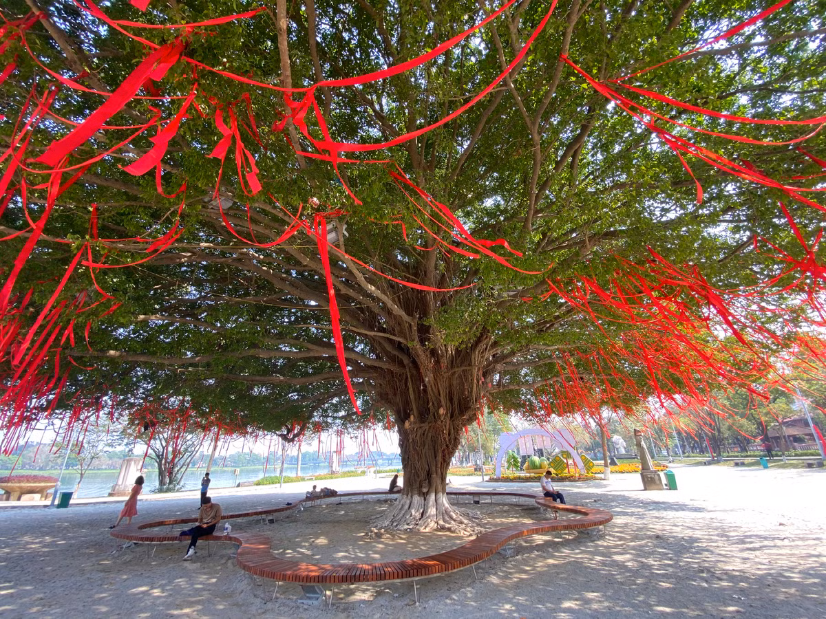 Bao quanh gốc cây được lắp đặt các dãy ghế cho du khách ngồi nghỉ ngơi, hóng mát.