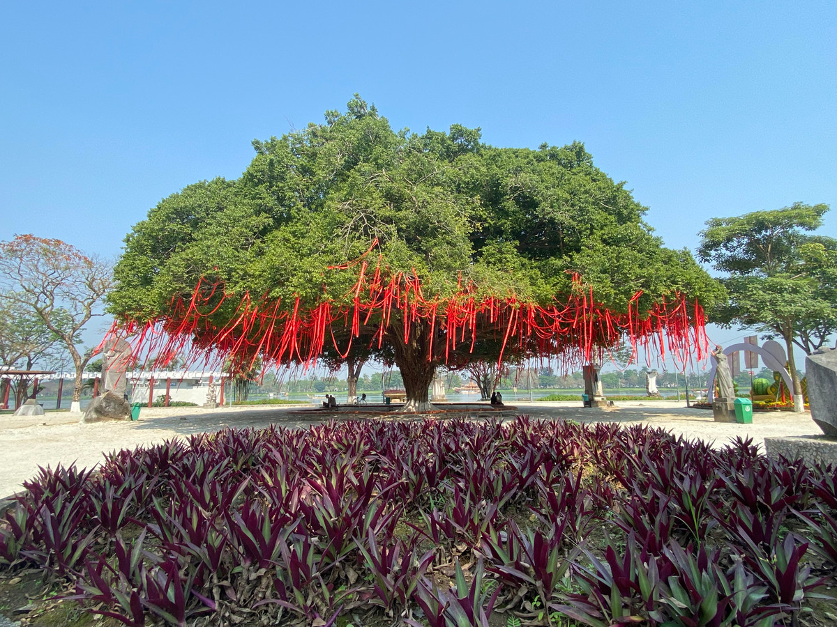 Cây sanh nằm ngay phía trước Trường Quốc học Huế, bên bờ sông Hương đẹp và thơ mộng. Nhìn toàn thể, cây sanh có thế hình mâm xôi rất đẹp. Được trang hoàng đón năm mới, cây sanh cổ thụ này lại thêm đẹp và cuốn hút hơn.