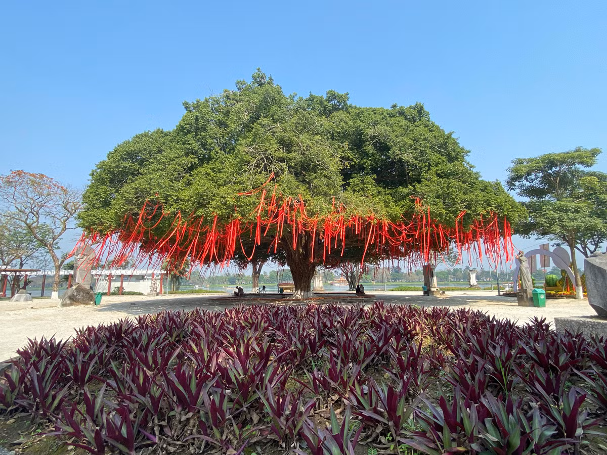 Cây sanh nằm ngay phía trước Trường Quốc học Huế, bên bờ sông Hương đẹp và thơ mộng. Nhìn toàn thể, cây sanh có thế hình mâm xôi rất đẹp. Được trang hoàng đón năm mới, cây sanh cổ thụ này lại thêm đẹp và cuốn hút hơn.