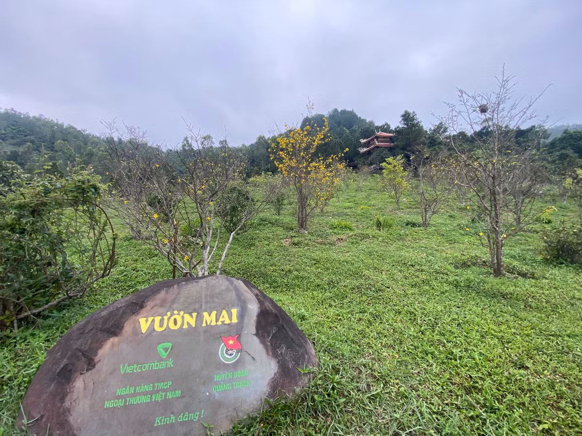 Được biết vườn mai này do Ngân hàng Vietcombank và huyện đoàn Quảng Trạch (Quảng Bình) trồng kính dâng lên Đại tướng vào năm 2014.