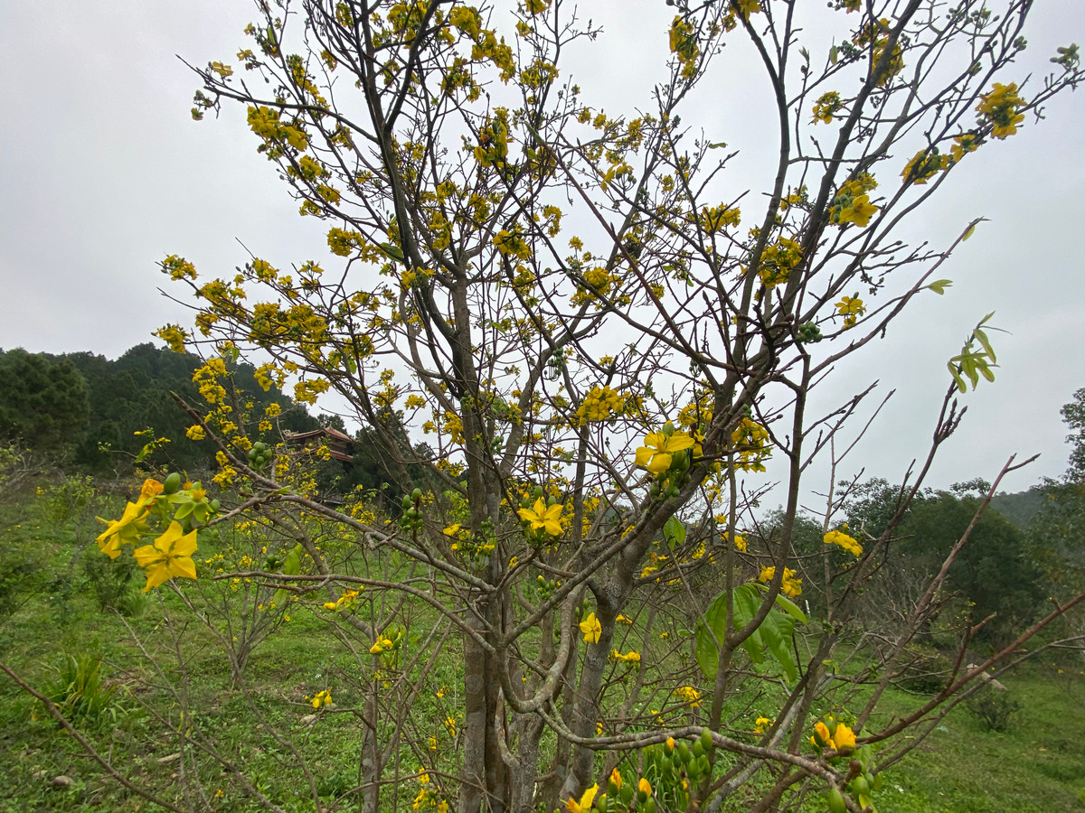 Những gốc mai được khoác lên mình một màu vàng rực rỡ để chào đón năm mới 2024. Năm nay, dường như mai vàng nở rộ nhiều hơn, dù còn ít ngày nữa mới đến Tết, song cả vườn mai đã bắt đầu đua nhau khoe sắc.