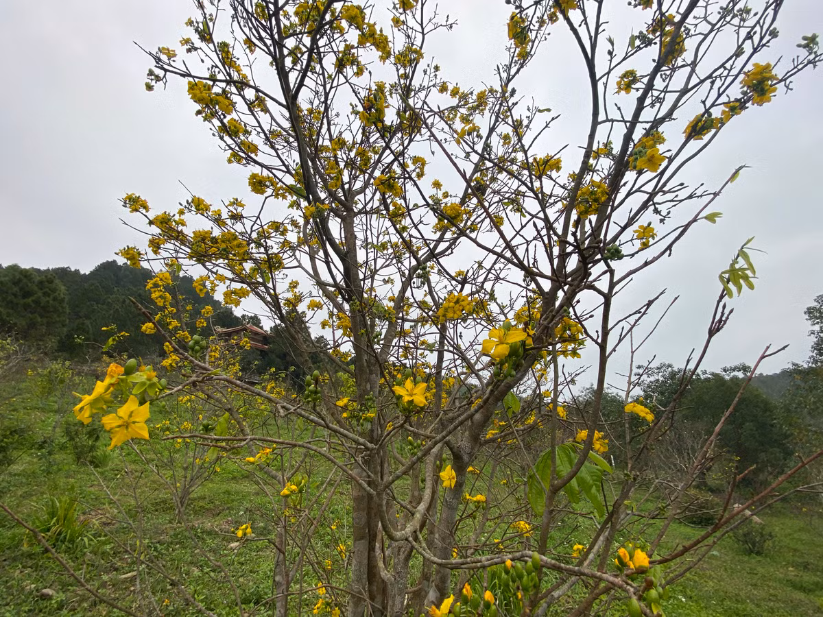 Những gốc mai được khoác lên mình một màu vàng rực rỡ để chào đón năm mới 2024. Năm nay, dường như mai vàng nở rộ nhiều hơn, dù còn ít ngày nữa mới đến Tết, song cả vườn mai đã bắt đầu đua nhau khoe sắc.