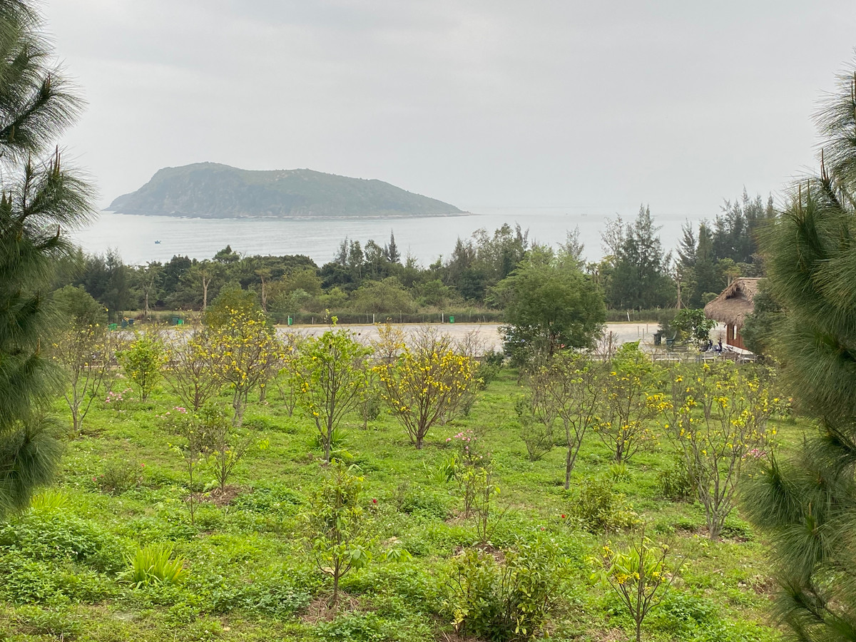Vườn mai vàng nở rộ, từ trên khu lăng mộ Đại tướng nhìn xuống, ngoài xa là đảo Yến và biển, đẹp bình yên và thơ mộng.