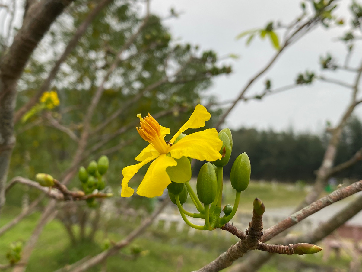Vườn mai được trồng 103 gốc tượng trưng cho 103 tuổi của Đại tướng Võ Nguyên Giáp.