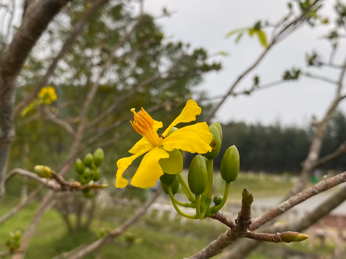 Vườn mai được trồng 103 gốc tượng trưng cho 103 tuổi của Đại tướng Võ Nguyên Giáp.
