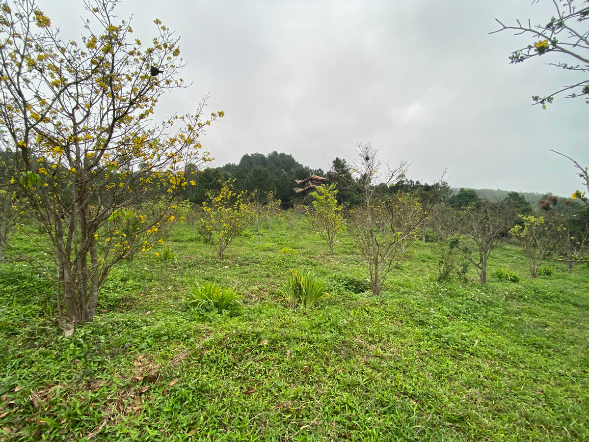 Về với khu mộ Đại tướng Võ Nguyên Giáp để dâng hương dịp này du khách sẽ có thêm một trải nghiệm mới đó là ngắm vườn mai vàng tuyệt đẹp vào mùa.