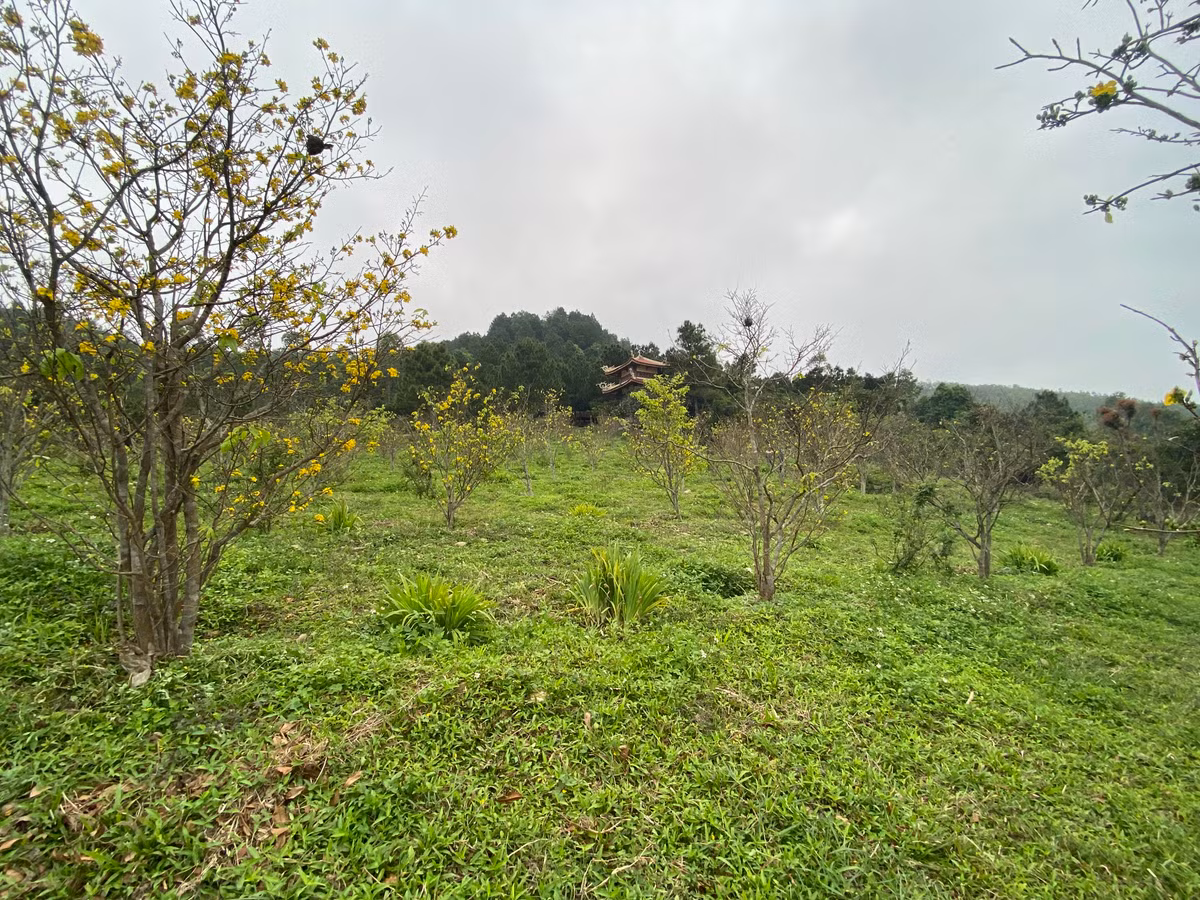 Về với khu mộ Đại tướng Võ Nguyên Giáp để dâng hương dịp này du khách sẽ có thêm một trải nghiệm mới đó là ngắm vườn mai vàng tuyệt đẹp vào mùa.