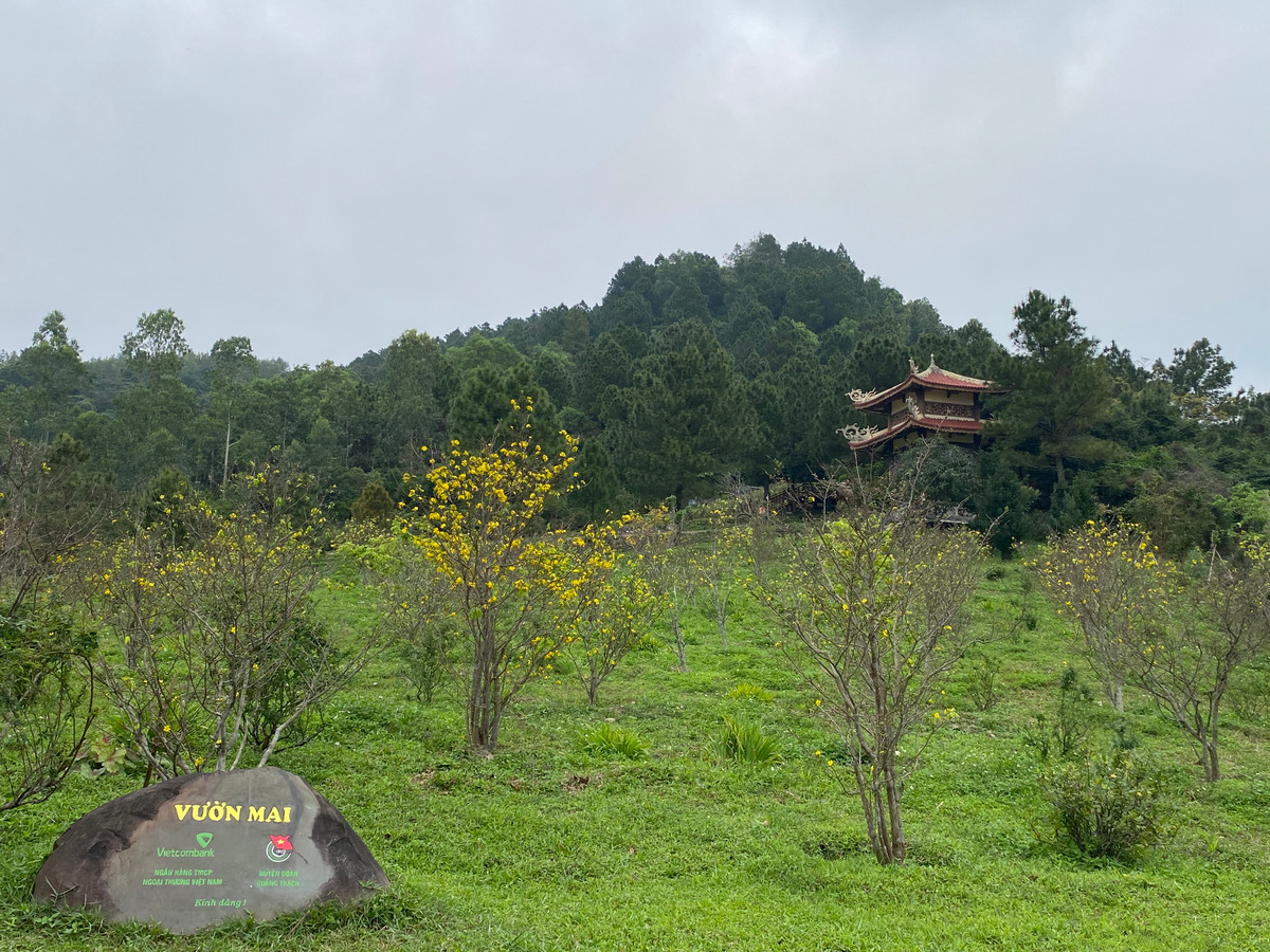 Vườn mai vàng đua nhau khoe sắc dưới khu mộ Đại tướng Võ Nguyên Giáp. Có mặt tại đây vào những ngày cuối năm, du khách sẽ có trải nghiệm thú vị ngắm mai vàng khi về dâng hương cho Người.