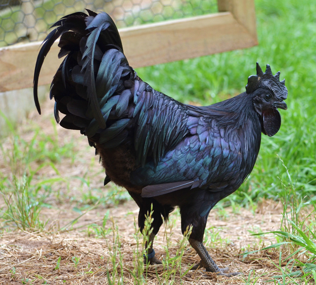 2. Ayam Cemani là giống gà có nguồn gốc từ Indonesia. Giống gà này nổi tiếng bởi mọi thứ trong cơ thể chúng, từ máu, lưỡi, tới mào, đều có màu đen.