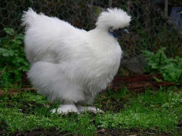 1. Gà Silkie Bantam có bộ lông dày và nặng, cẳng chân và những ngón chân to hơn các loài gà khác. Với dáng vẻ uy nghi, lộng lẫy, gà Bantam là một trong những giống gà lạ đời và đẹp nhất thế giới. Chúng không chỉ nổi tiếng nhờ bộ lông mà còn đặc biệt bởi có tới 5 cựa.