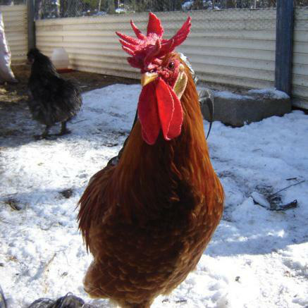 10. Gà Buttercup: nét đặc biệt của gà Buttercup, đó là cái mào của nó. Trong khi gà bình thường chỉ có 1 mào, thì con gà này lại có 2 mào trên đầu, trông thật oai vệ và kiêu hãnh.